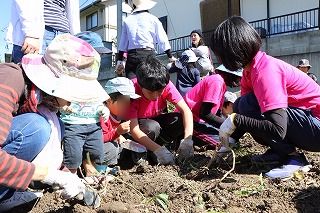 写真：土からイモを掘り出す学生と子ども