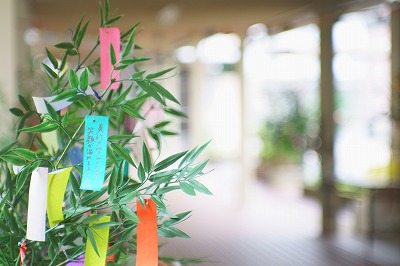 写真：七夕の飾り付けが進む学内