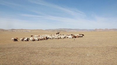 写真：モンゴルの大草原
