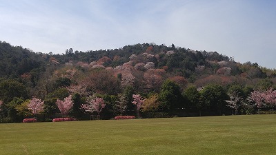 野山に咲く満開の桜の写真