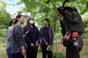 ブドウ剪定作業の様子