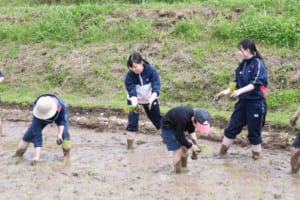 田植えの様子
