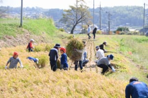 稲刈りの様子