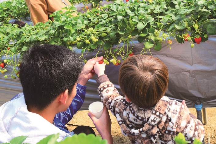 写真：子どもと一緒に苺を取る学生の様子