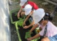 みまっぱ児童クラブの子ども達がゴーヤの苗を植えました。