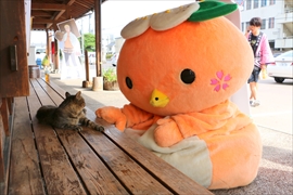 ミマッパの写真